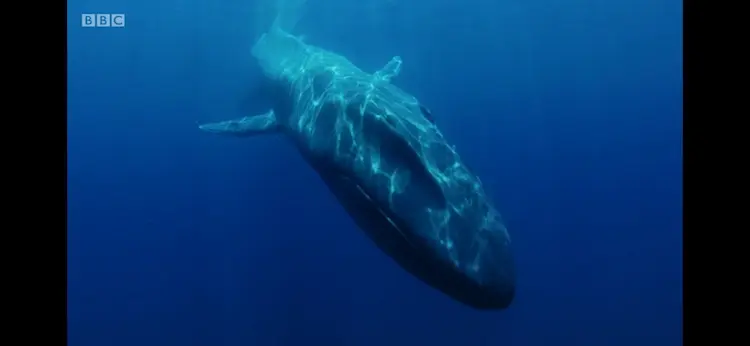 Blue whale (Balaenoptera musculus) as shown in Blue Planet II - Our Blue Planet